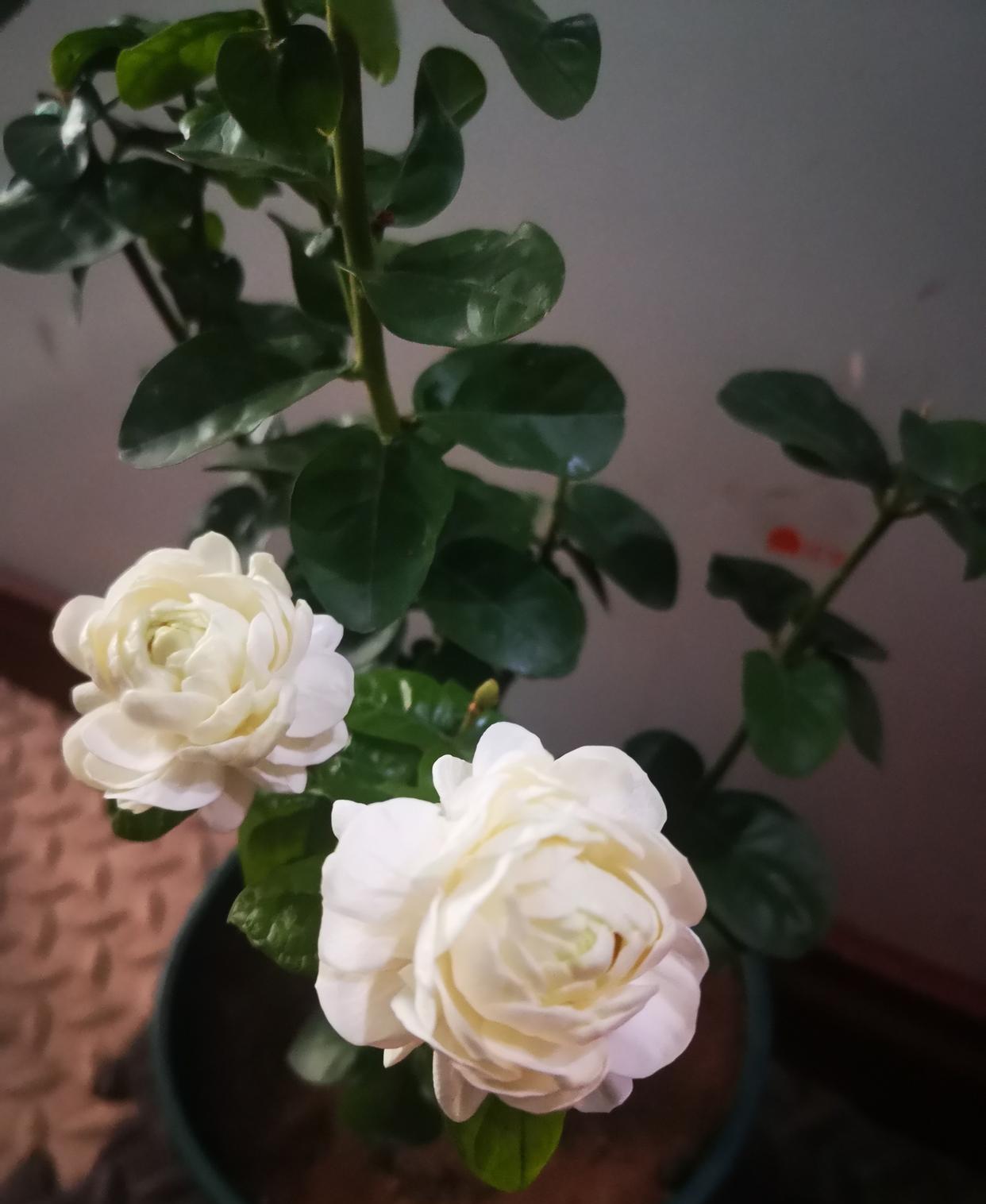 

茉莉花界的“男神”——虎头茉莉，有圆叶虎头和尖叶虎头两种，一个叶子是圆的，一