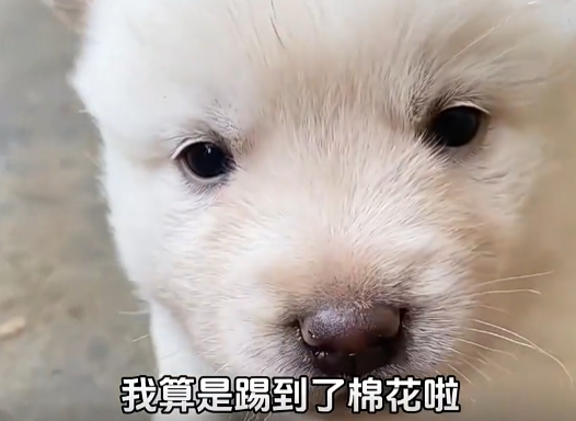 谁家的狗这么可爱