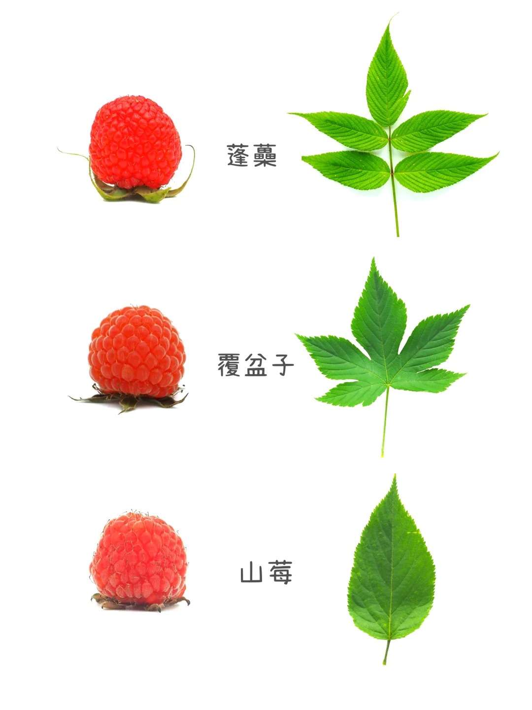 山莓？覆盆子？一张图带你认识真正的覆盆子
山莓（树莓）、蓬蘽（空心泡）、覆盆子傻