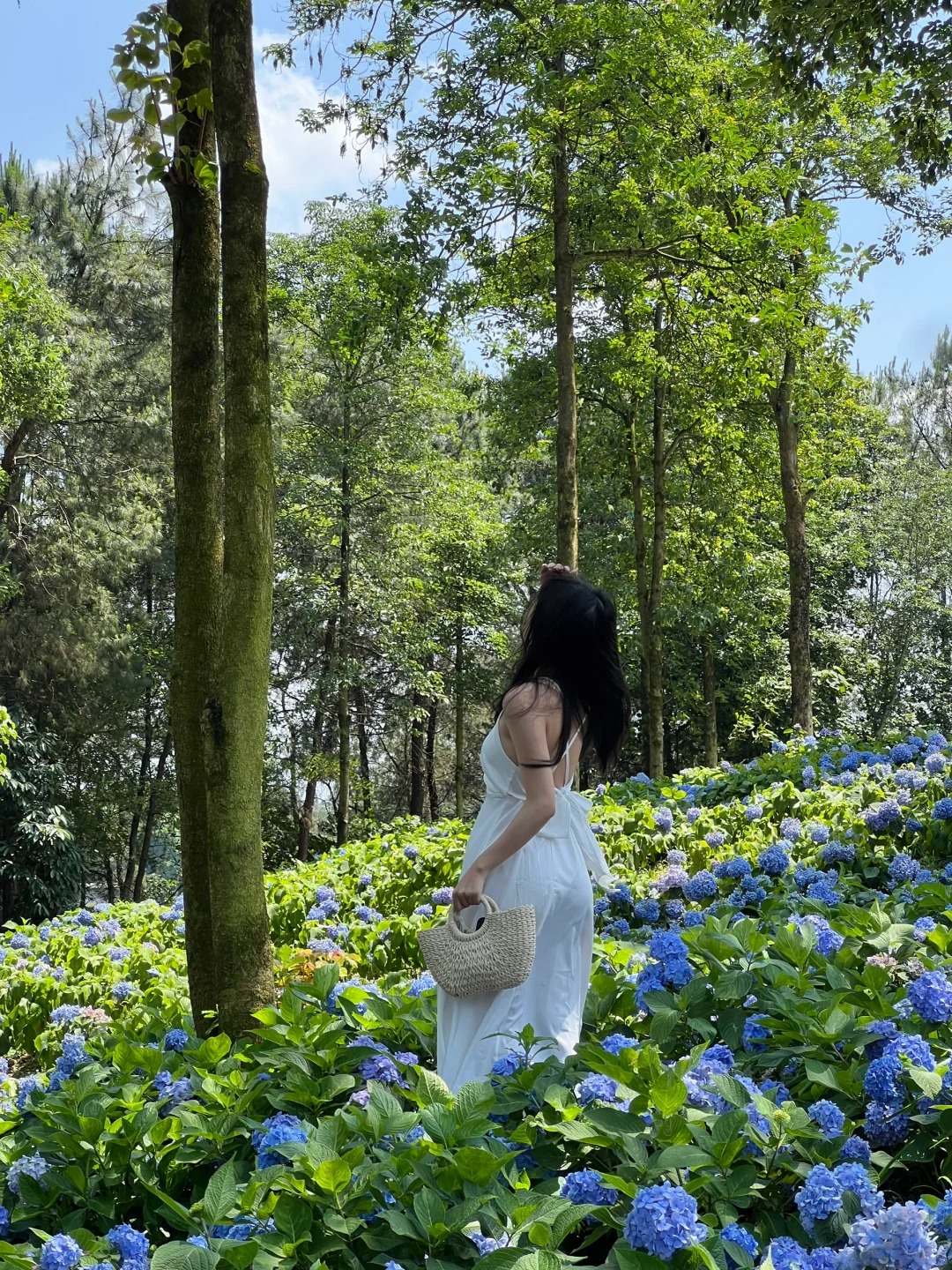重庆这里🉐绣球花也太好拍啦
🧭云林天乡风景区

🎫35
不要中午去太热了，