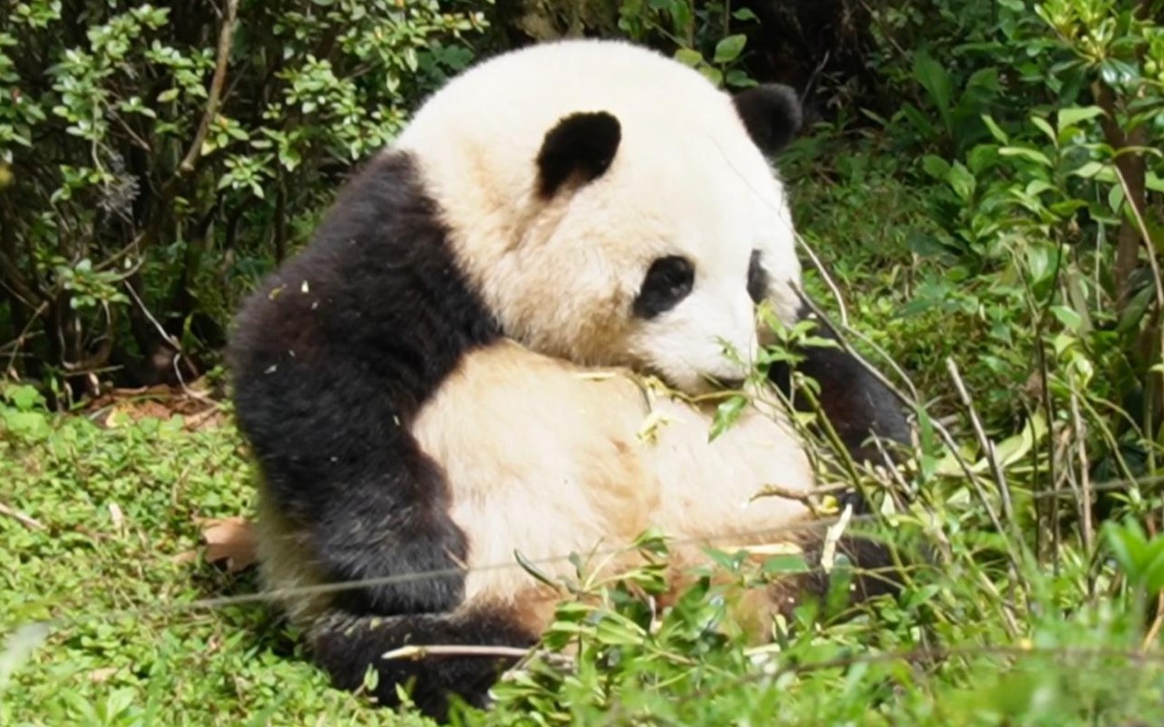 在四川这样的自然环境中，众多猛兽并存，其中一个有趣的问题是，为什么大熊猫没有成为