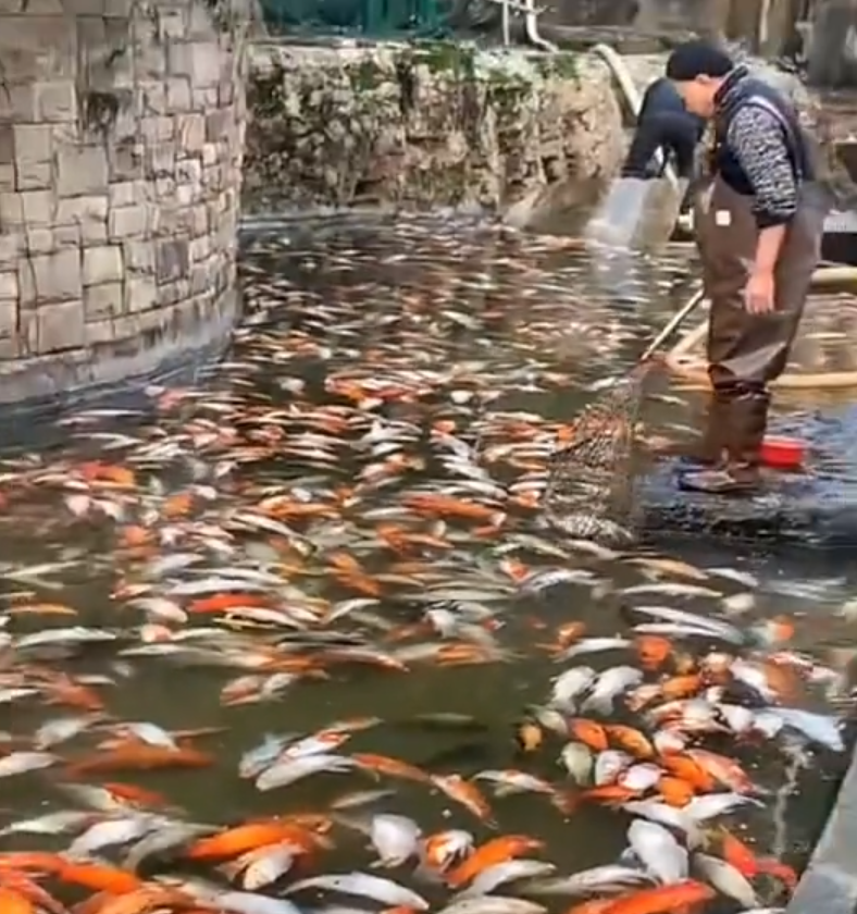 破案了！央视报道，重庆观音桥观赏鱼大量死亡，果然是因为有人投毒！犯罪嫌疑人已经被