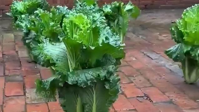 老妈砖缝里种白菜，撒上菜籽自己就会长，网友：强者从不抱怨环境