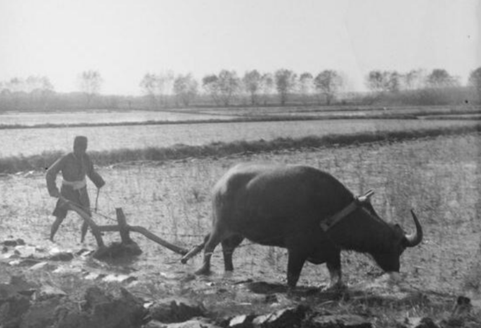 朱老总回忆，红军长征打到遵义后，为了进行休整补充体力，给士兵们一人发了一块银元，