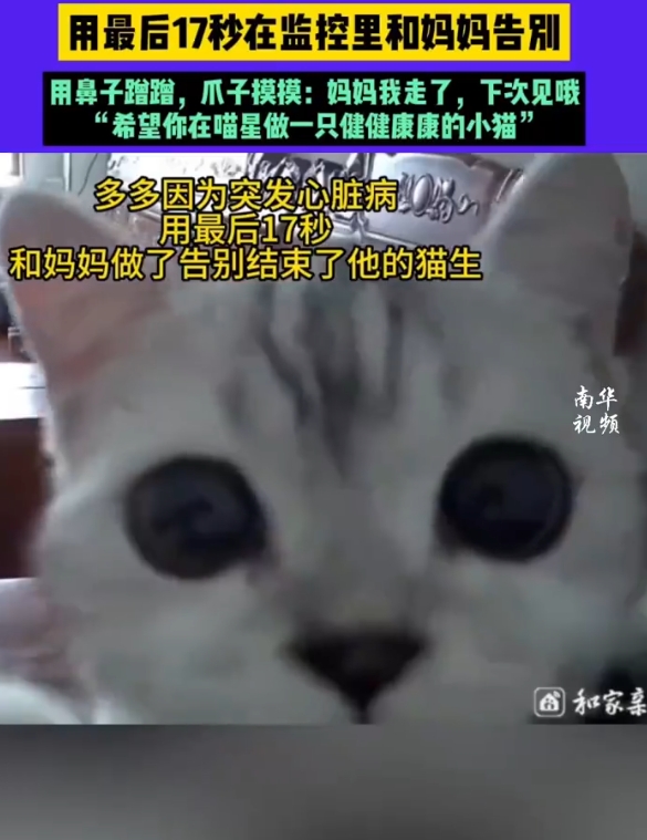 猫咪多多突发心脏病，用最后17秒在监控里和主人告别，用鼻子蹭蹭，爪子摸摸：妈妈我