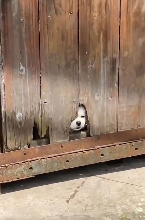 躲在门后奶凶奶凶的小狗