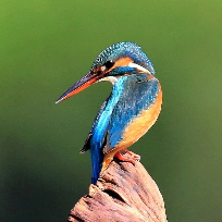 小翠鸟动物摄影