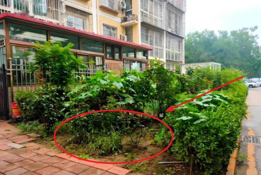 在甘肃张掖一小区里，老人在闲置的公共草坪上种菜，严重影响到了一楼住户隐私，物业出