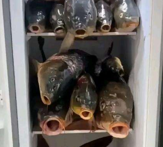最近媳妇老是催着我出去钓鱼，家里冰箱的都吃不完还钓什么鱼!