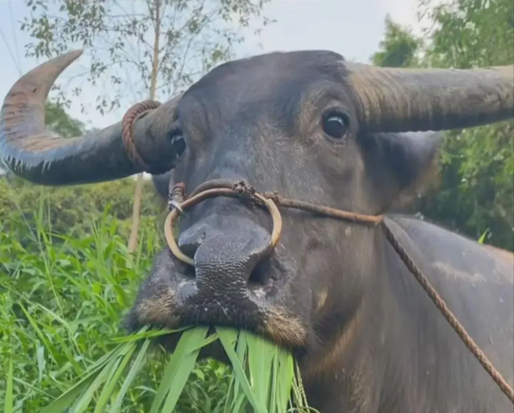 一年前支持哈马斯的人高喊哈马斯必胜，那时候哈马斯劫持好几百以色列人质，而且躲在平