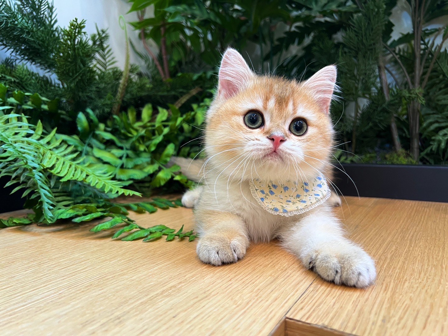 猫咪不喜欢这些事儿，但你老做，改改吧！