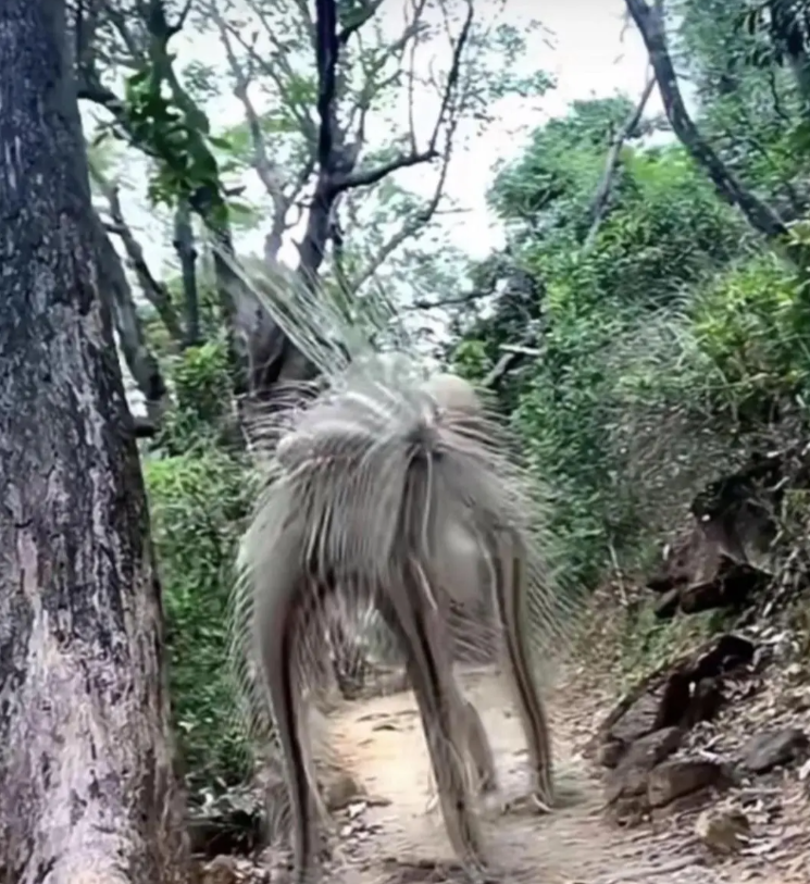 坐标贵州山沟沟，我太爷爷说以前见过一次