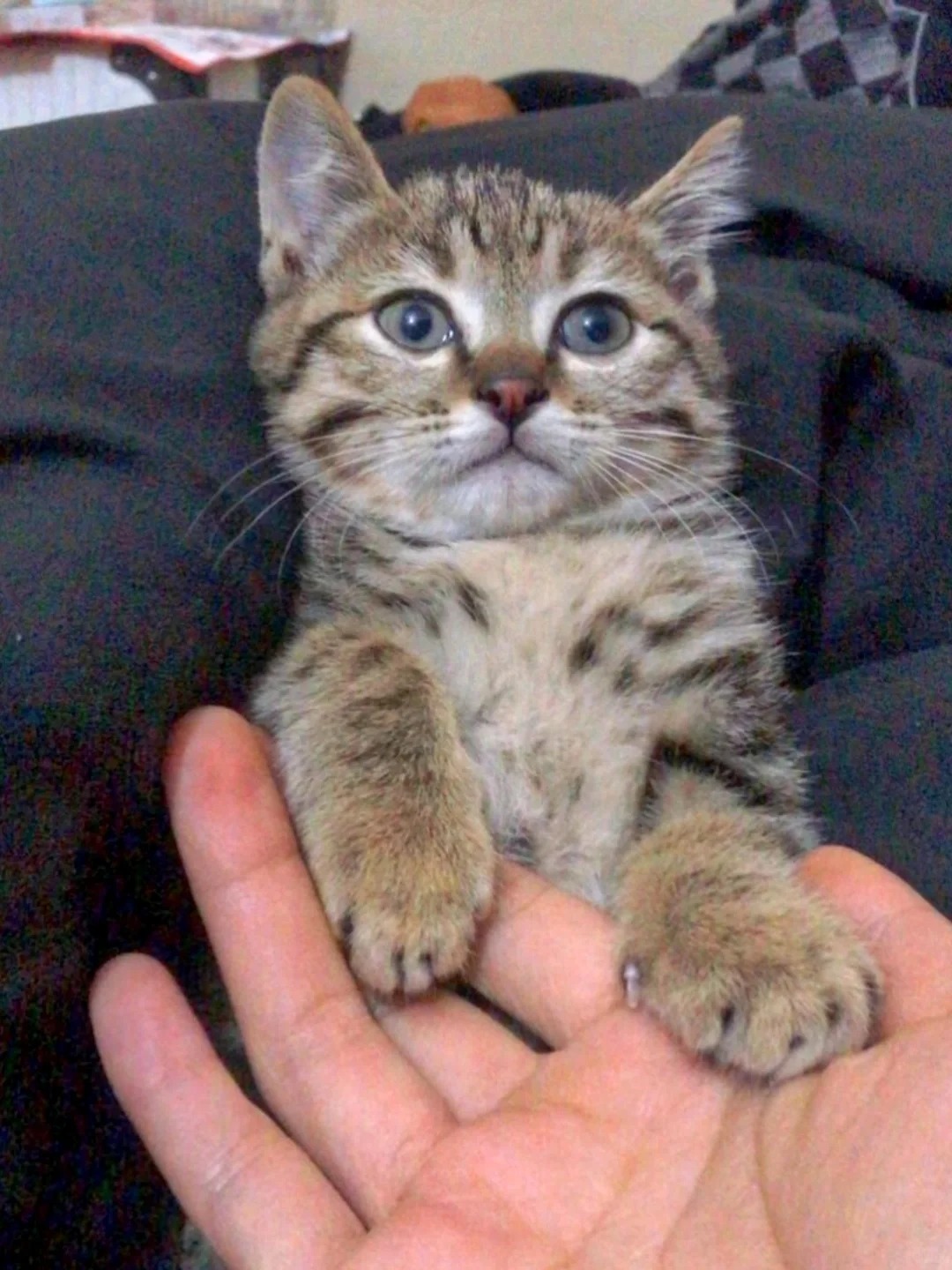 狸花猫不好看？都给我上神图！！！
狸花猫怎么不好看啦？
它这么可爱这么黏人，还会