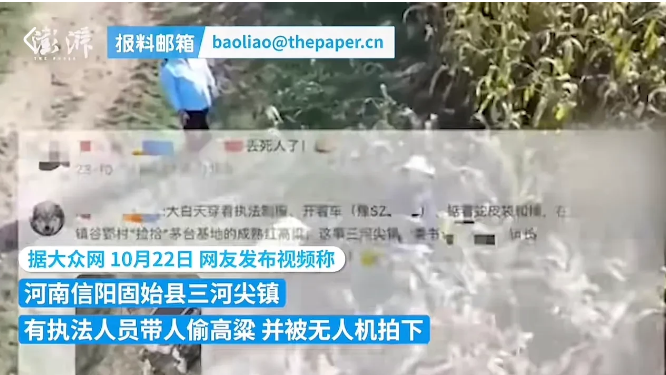 “知法犯法！”河南信阳，一架无人机从一成熟的高梁地上空飞过时，意外发现一名女子正