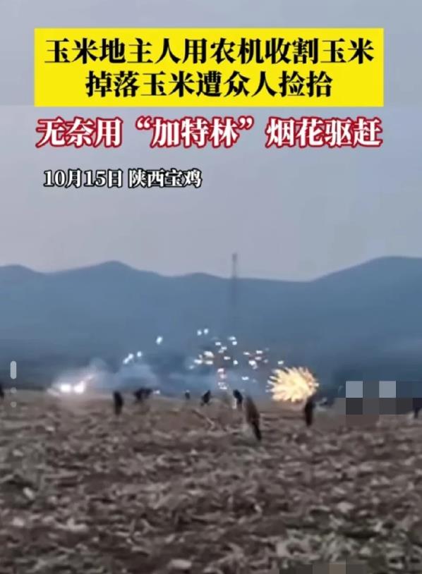 陕西宝鸡，男子开收割机收割玉米，没想到，他刚开始作业，就有很多村民不顾危险，直接