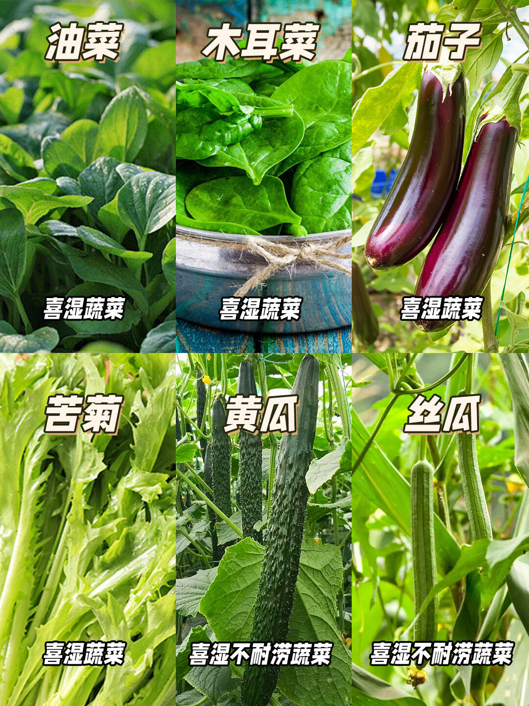 喜干喜湿蔬菜速查表！