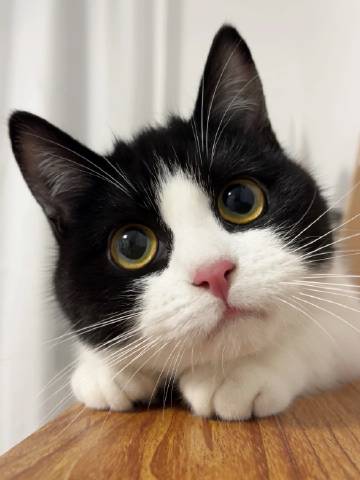 奶fufu的牛奶猫 ​