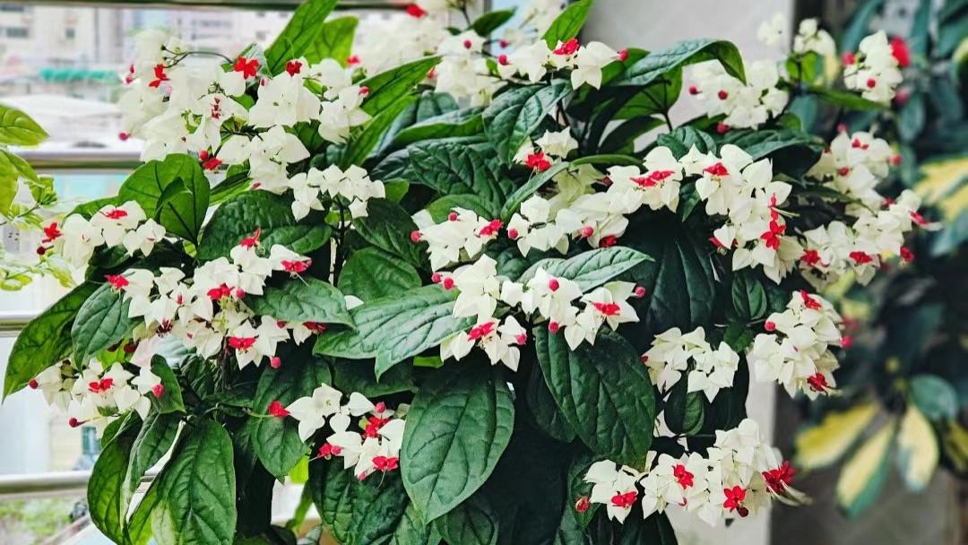 养花的尽头不只有三角梅，这8种花也是皮实好养，颜值高又爱开花