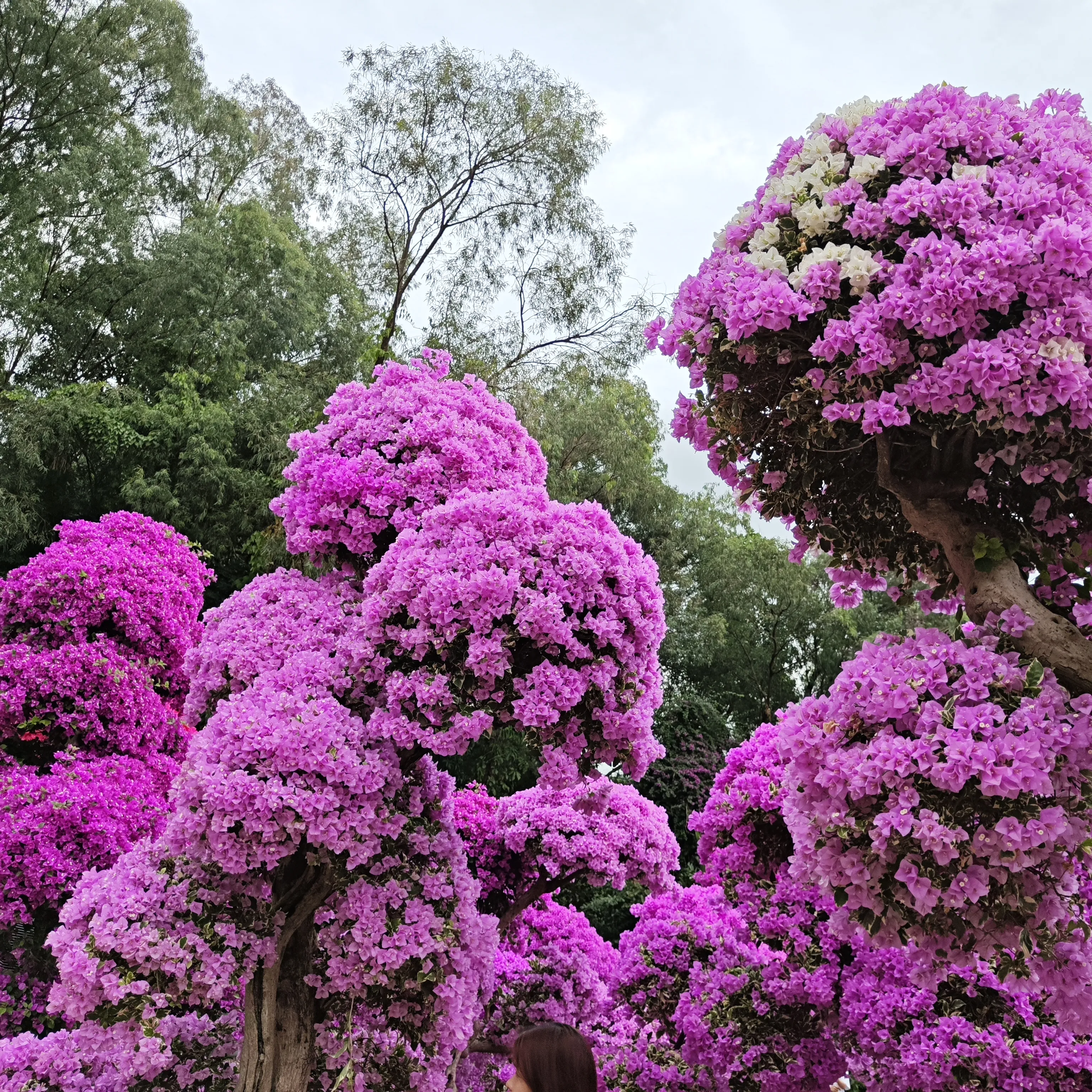 赏花赏景带来好心情，赏花感悟人生