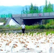 黑龙江一大爷赌上全部身家买了6000只大鹅，没想到大雁做起了鹅贩子，一夜之间全部