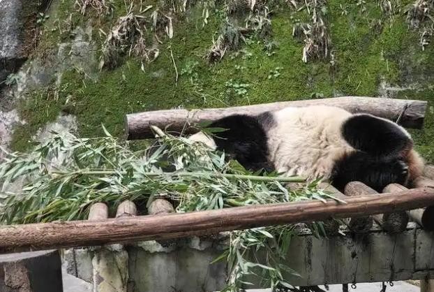 男子拿可乐砸熊猫头被警察带走

                        