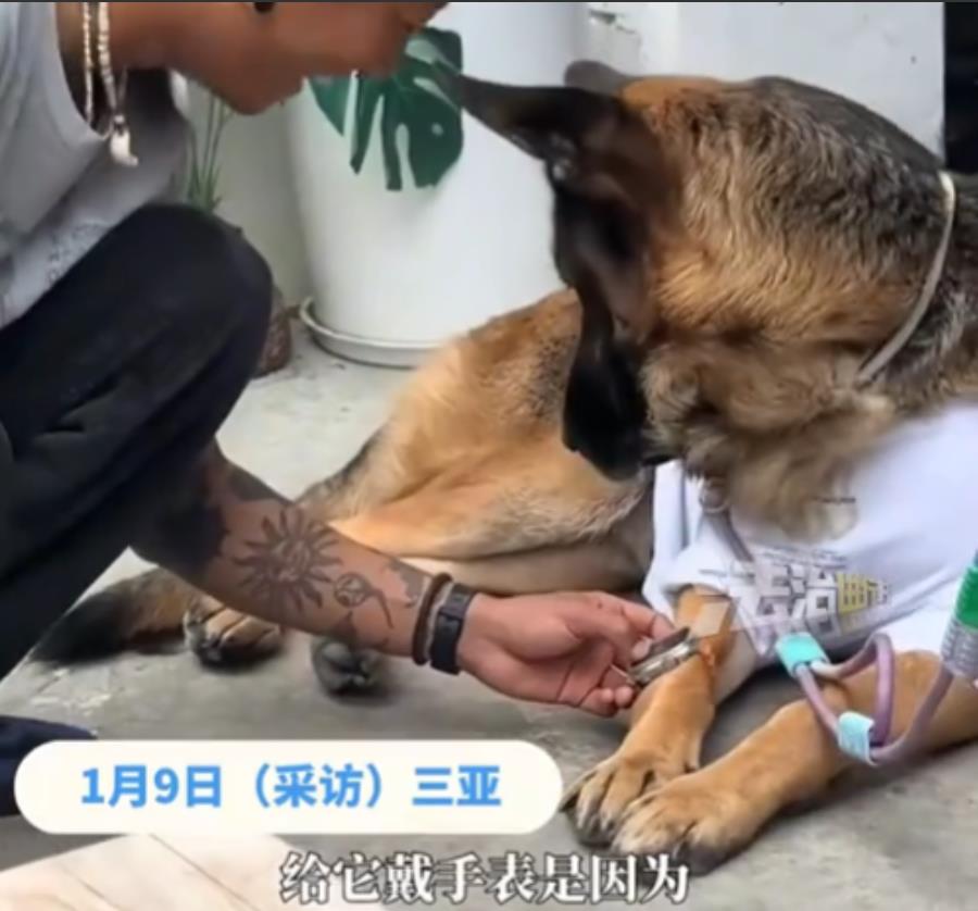 三亚，女子养的狗狗经常自己去一家商店买火腿肠，所以就和店里的老板和员工混熟了，看