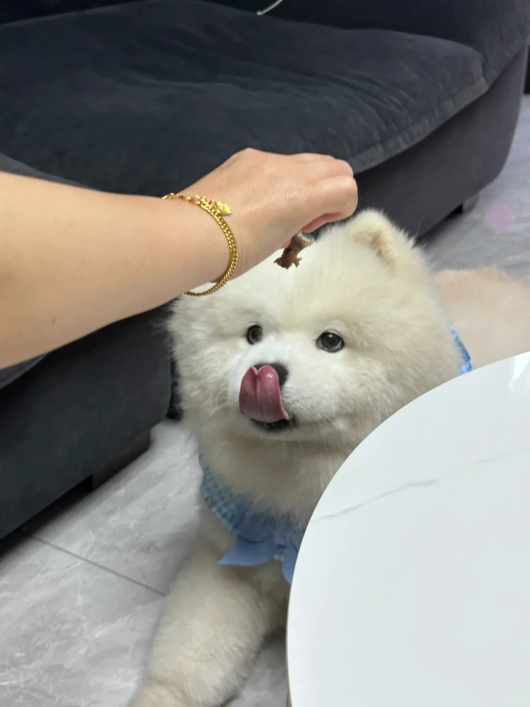 真的不能给我吃一口嘛？
罐罐：狗好人坏！！故意馋我！