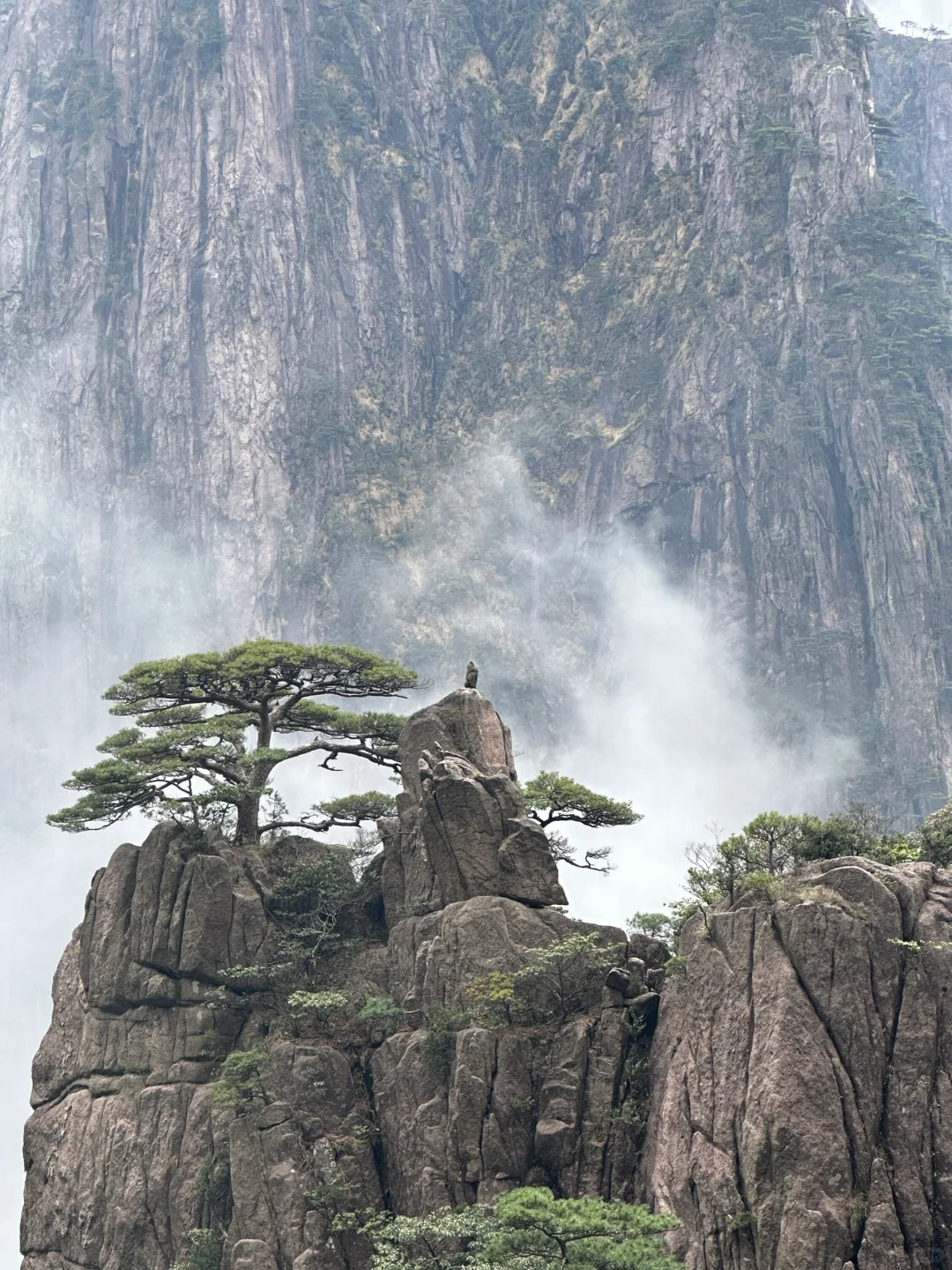 在黄山看见猴子了🐒
配上云雾肉眼看完全是一只猴子！
辩和辨了二十分钟才得出了不