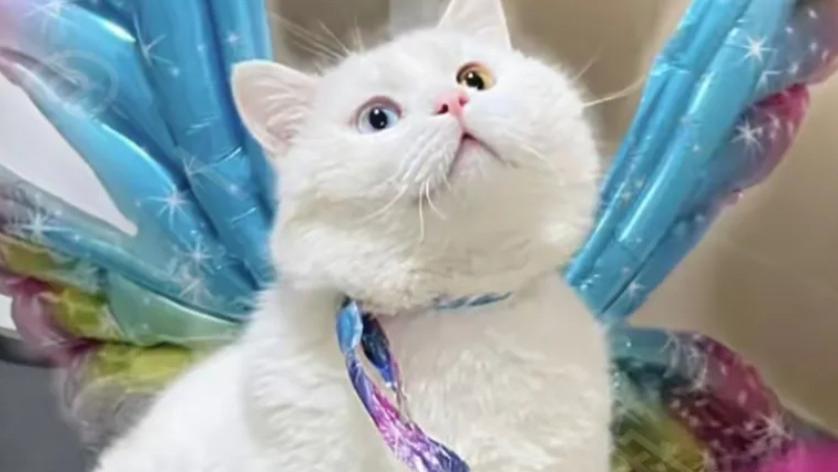 那只三番两次想进女孩家的白色流浪猫，被惨遭拒绝后，最后怎样了