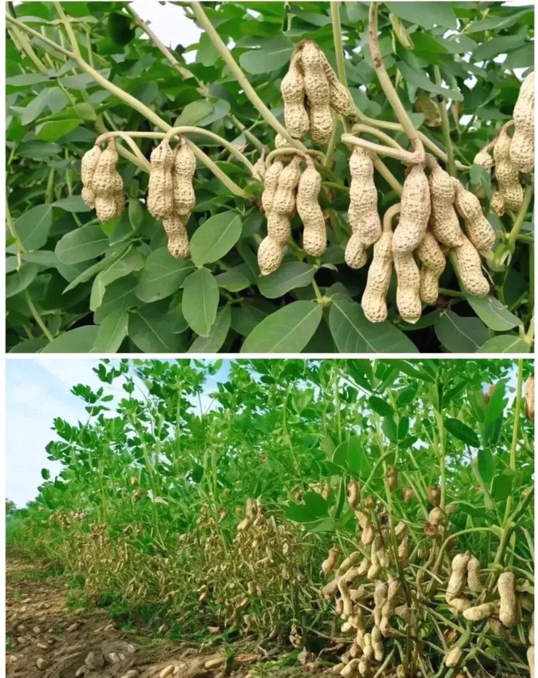 如果我没记错，花生是长在土里的吧？
这是新品种？