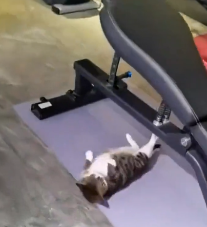 身怀绝技的猫