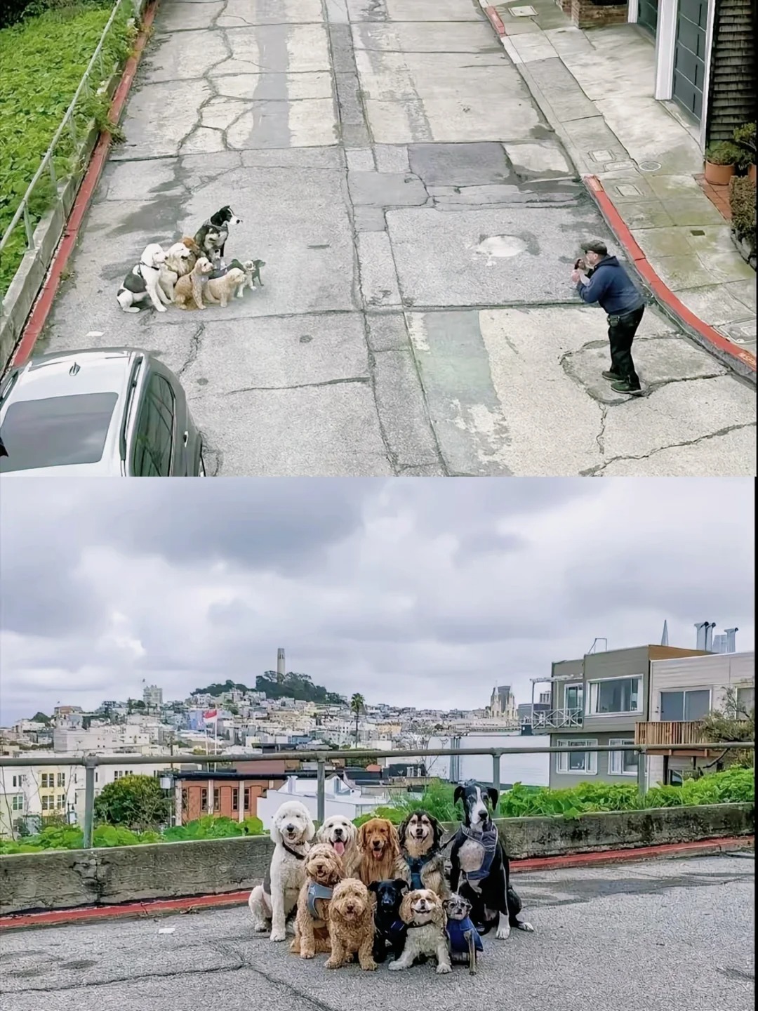 他是怎么说服它们拍下这张照片的呀？
这小队形排得杠杠哒🫰🏻🫰🏻🫰🏻