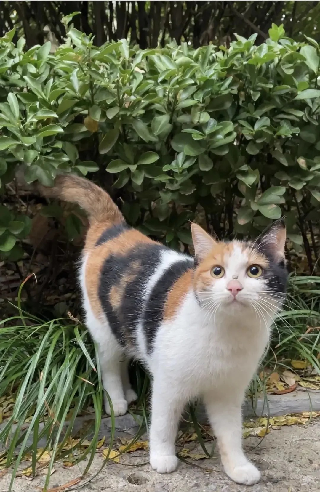 为什么都说三花猫全是大美女啊？
三花猫真的好看
听好多人都说三花猫全是美女
颜值