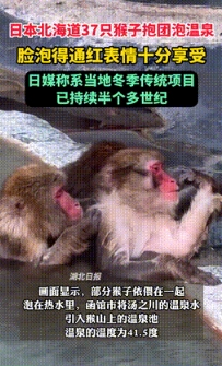 37只猴子在北海道函馆市热带植物园猴山开始温泉浴。当日气温降至零度，猴子们开始享