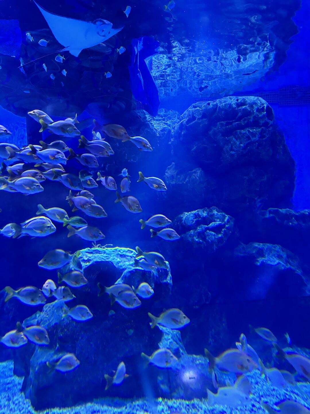 1天刷遍天津极地海洋公园，最新实用攻略