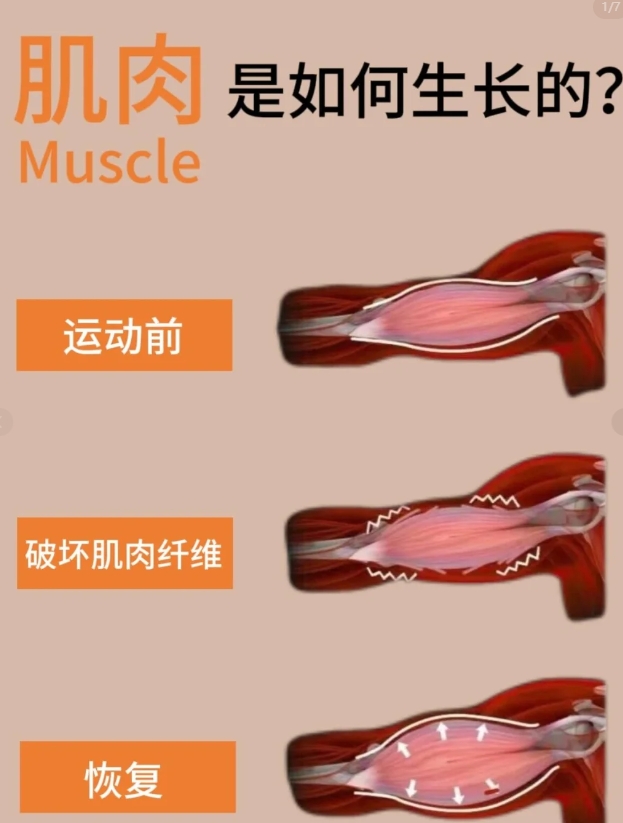 分享—增肌要点！

周一:

胸肌和三头肌杠铃卧推: 4组每组8-10次

上斜