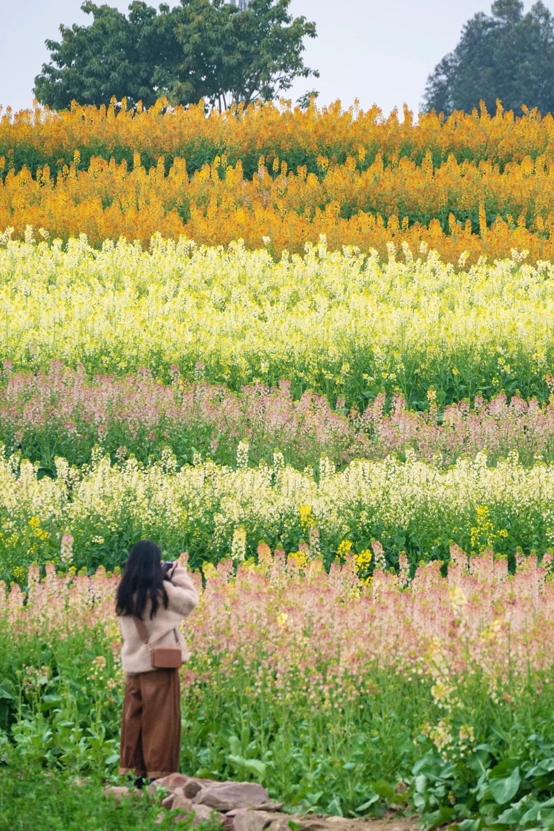 成都油菜花的天花板！好像闯入的莫奈的花园！
成都的油菜花越来越卷了！彩色油菜花田