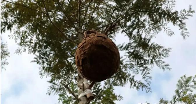 四川内江，两男子在树上摘下马蜂窝，马蜂乱飞乱窜，将途经此处的老太蛰伤，送至医院抢