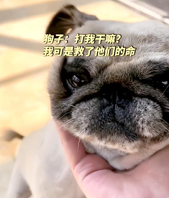 “四舍五入，相当于狗子救了3个小孩！”浙江杭州，40°的高温下狗子贪玩没回家，男