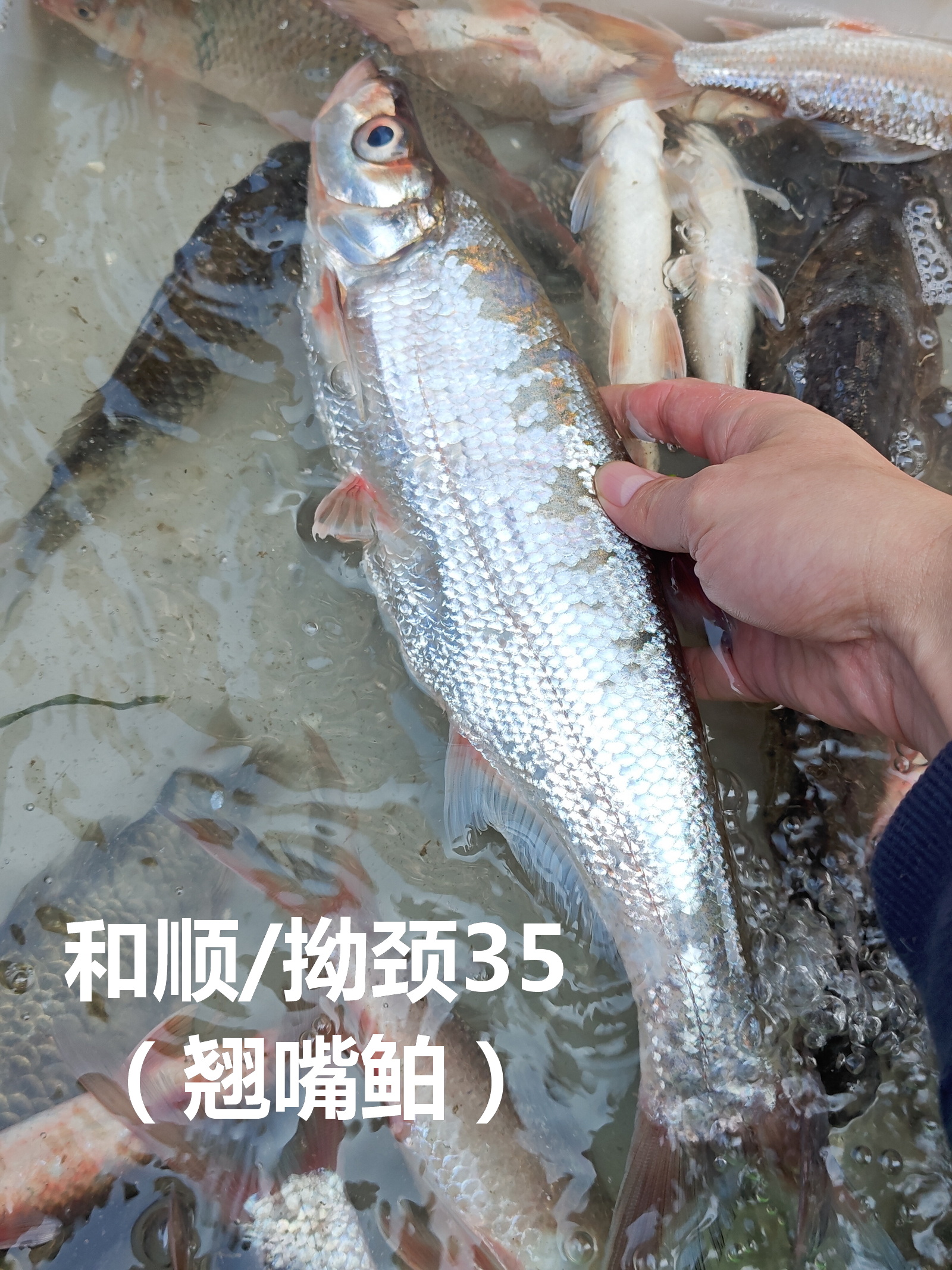 早市河鱼几种：
1、和顺/拗颈（翘嘴鲌）35/斤，不确定野生，
2、金边挞沙（褐