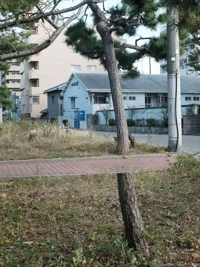 一棵树被拦腰截断，这是怎么回事？