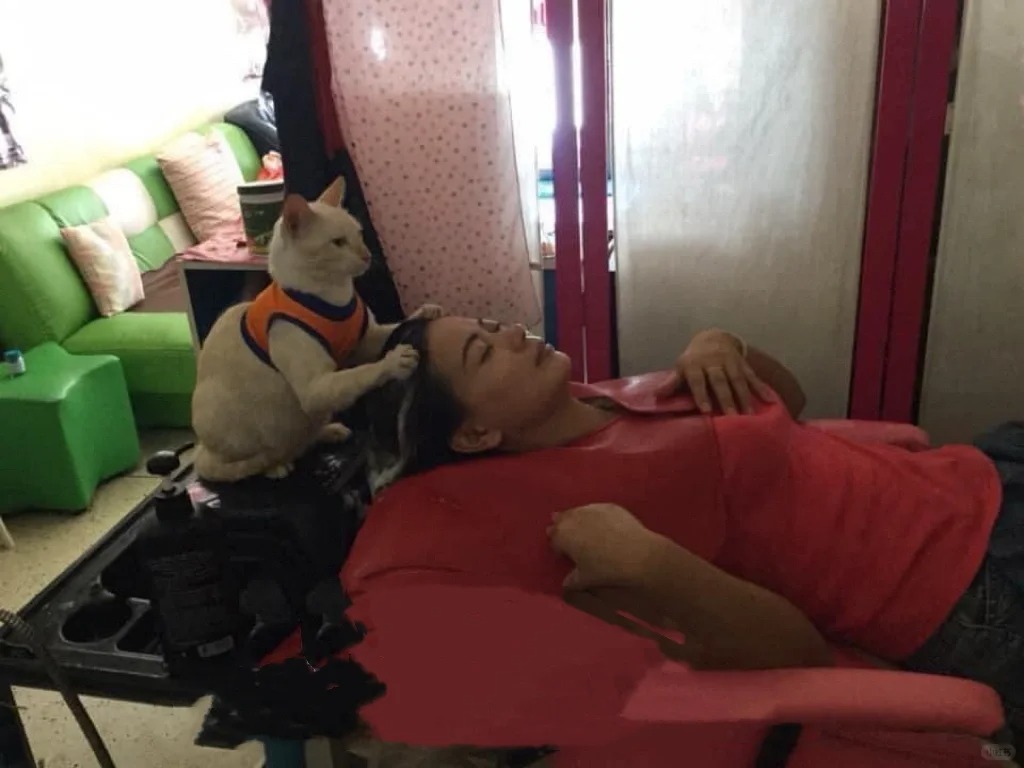 父母：你不生孩子，老了谁照顾你？我：请看👆
🐱小猫在手，吃喝不愁！🥰
拥有