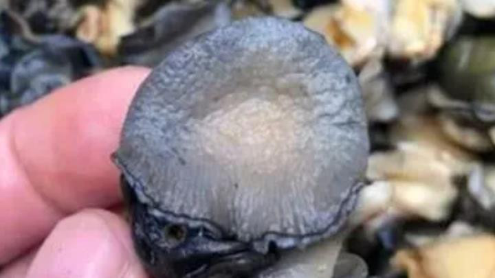 商家称一年几百吨福寿螺流入餐桌 主要销往哪里？