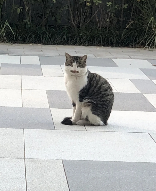 谁家小猫长得这么别致