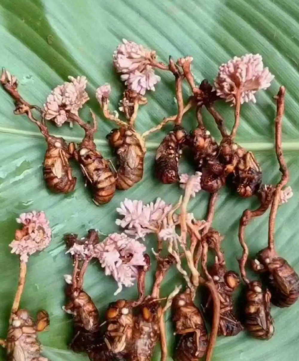 云南的奇妙之物，大开眼界！ 在金蝉花面前，虫草也相形见绌！