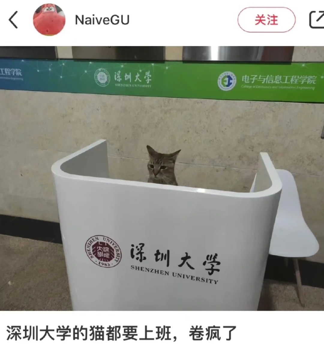 这怨气大得能冲出屏幕🤣
现在大学的猫猫都这么卷了吗？
哈哈哈哈哈好有趣的感觉