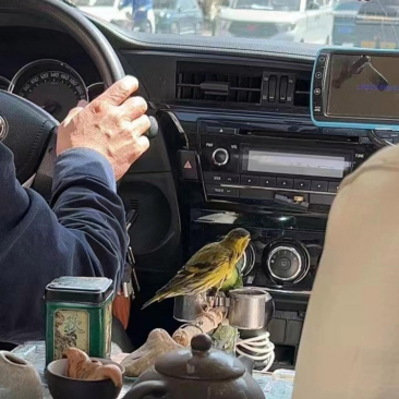    这是我在天津打到的最为豪华的车，大爷喝着茶、逗着鸟，再顺便兜兜风，简直绝了