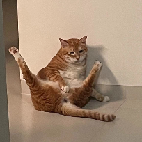 居中