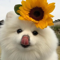 橘子猫娱乐