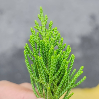 赵罩